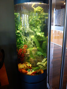 Aquarium servicing Auckland wide